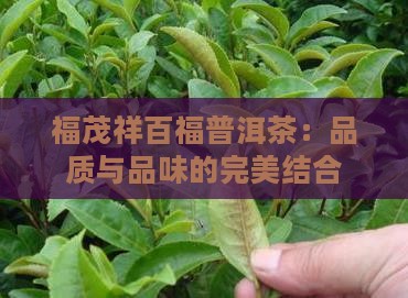 福茂祥百福普洱茶：品质与品味的完美结合