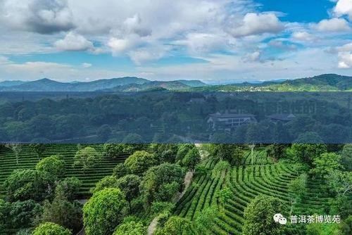 普洱茶年份越久越耐泡：年份增长对口感与耐泡性的影响及是否越陈越香