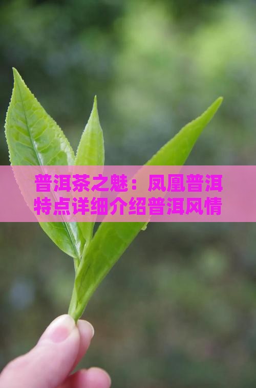 普洱茶之魅：凤凰普洱特点详细介绍普洱风情