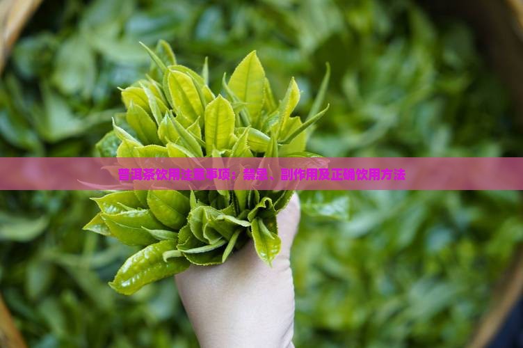普洱茶饮用注意事项：禁忌、副作用及正确饮用方法