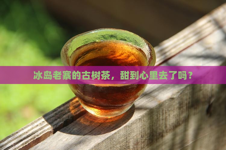 冰岛老寨古树茶甜
