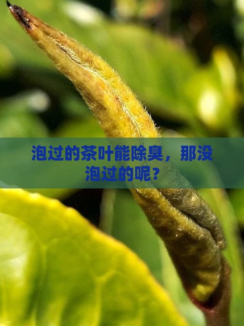 没有泡过的茶叶可以除臭吗