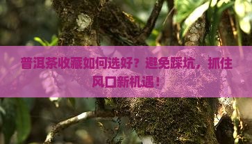 普洱茶购买藏如何选好