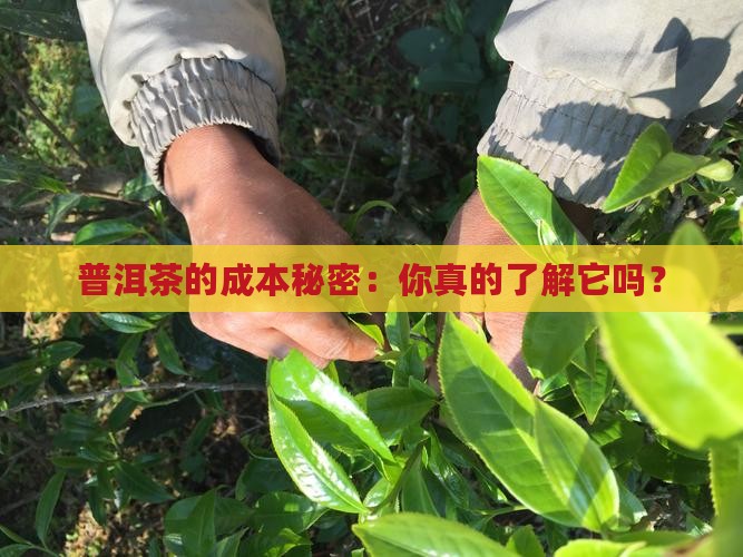 普洱茶成本管理制度表格