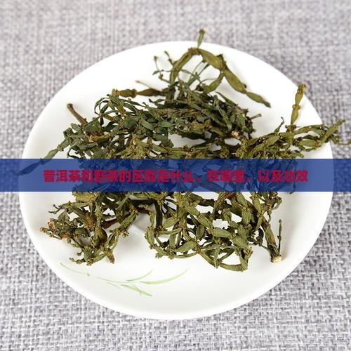 普洱茶和野茶的区别