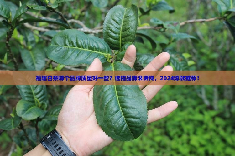 福建白茶哪个品牌质量好一些