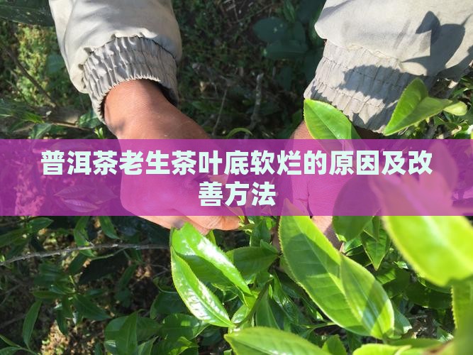普洱茶老生茶的叶底软烂