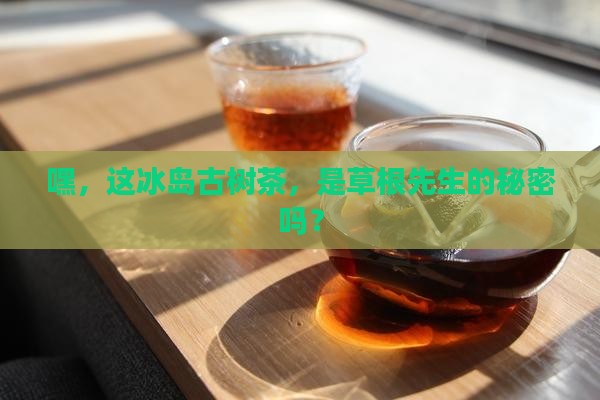 草根先生冰岛古树茶