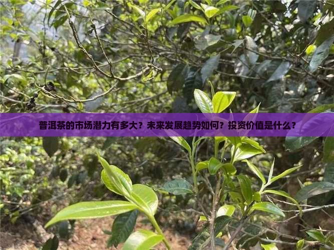 普洱茶的市场潜力