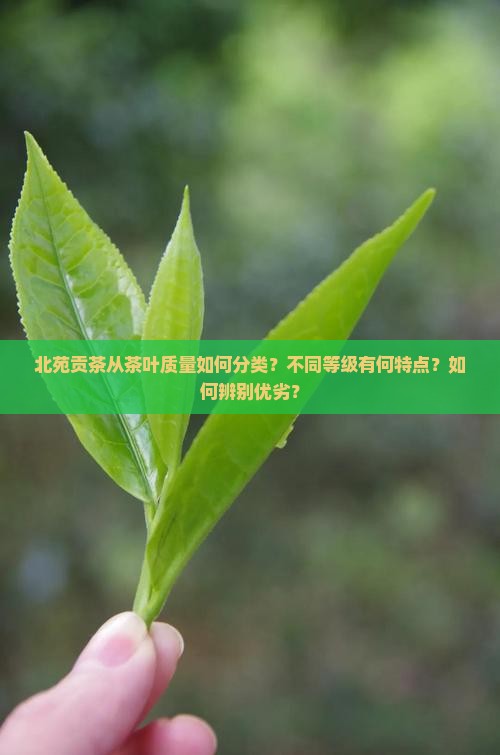 北苑贡茶从茶叶的质量可以分为