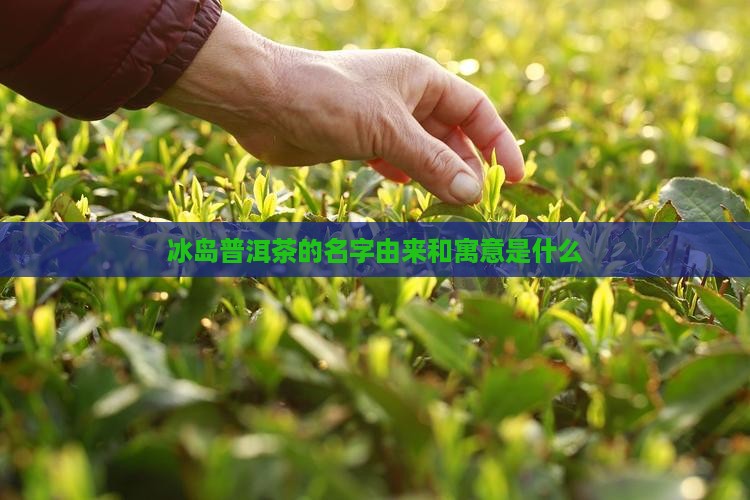 冰岛普洱茶的名字由来和寓意