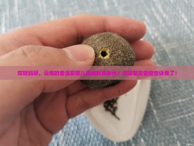 云南的普洱茶哪里能买到真品