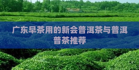 广东早茶用的普洱茶 广东早茶用的普洱茶