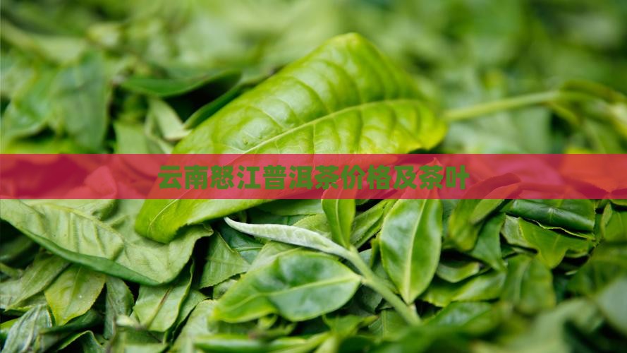 云南怒江普洱茶价格