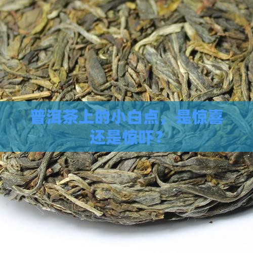 普洱茶表方面起的霉点叫啥