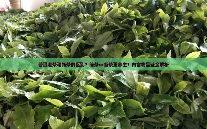 普洱老茶和新茶的区别
