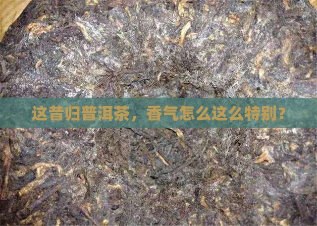 昔归普洱茶香气特殊