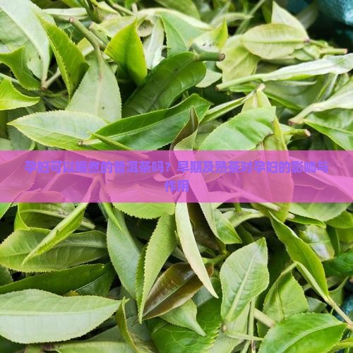 孕妇可以喝煮的普洱茶吗
