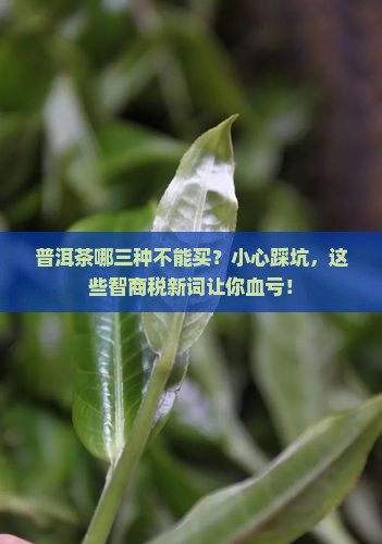普洱茶哪三种不能买的人喝