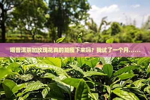 普洱茶加玫瑰花能减肥吗