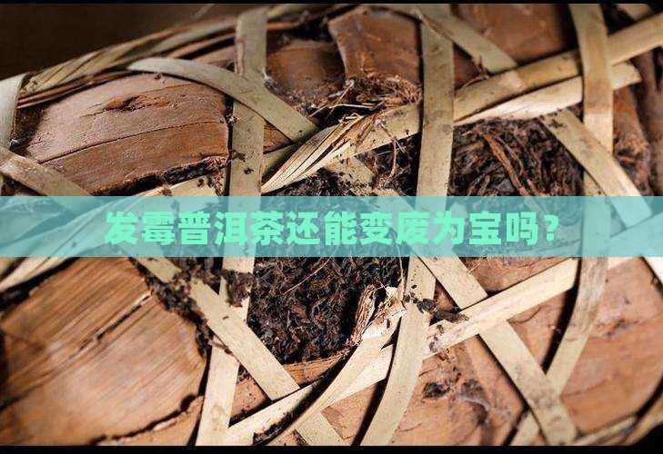 发霉普洱茶还有什么用