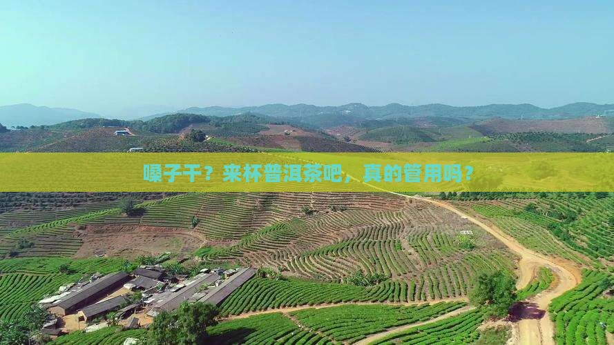 嗓子干喝普洱茶