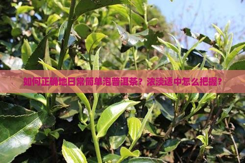 日常简单泡普洱茶