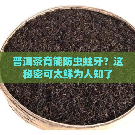 普洱茶如何防止鱼虫蛀牙