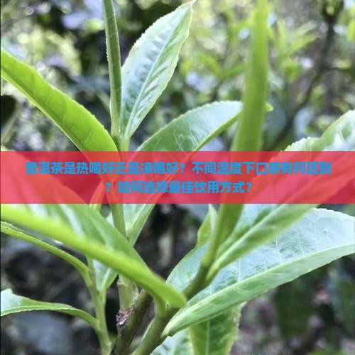 普洱茶热喝喝凉喝