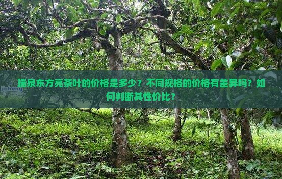 瑞泉东方亮茶叶价格