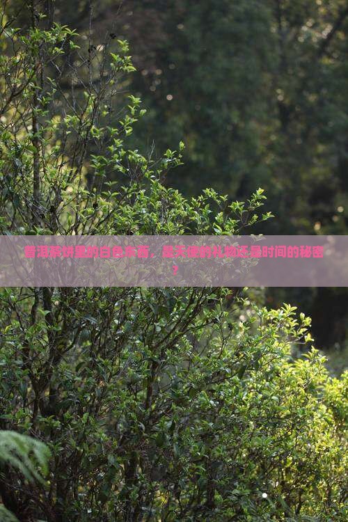 普洱茶饼里面有一层白色