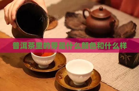 普洱茶里的芽是什么