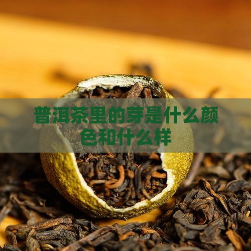 普洱茶里的芽是什么