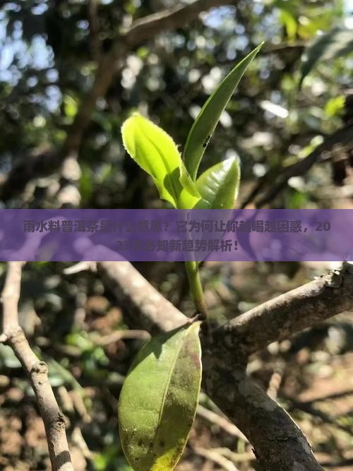 雨水料普洱茶是什么意思