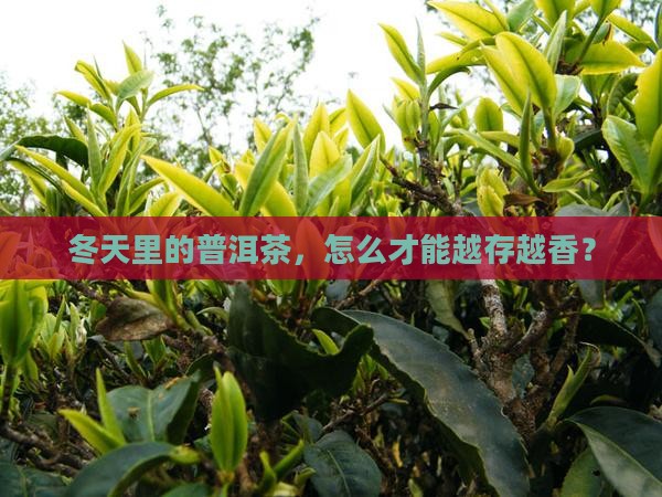 普洱茶冬天怎么保存