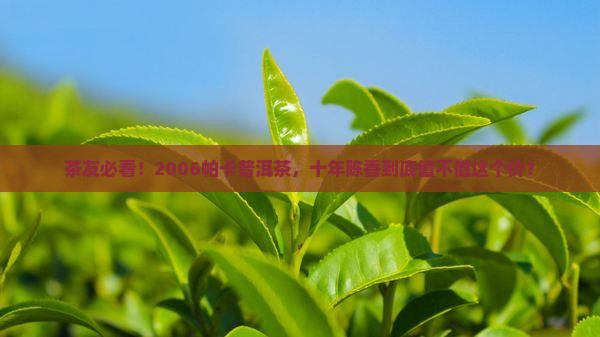 帕卡普洱茶2006