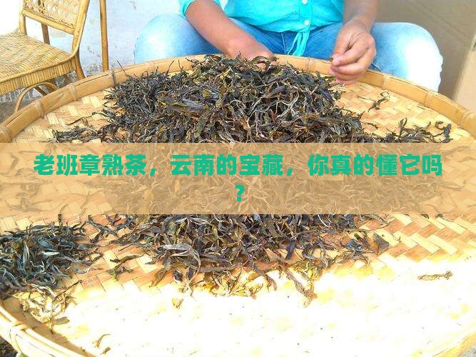 云南老班章熟茶好吗