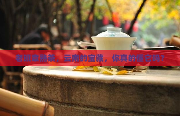 云南老班章熟茶好吗
