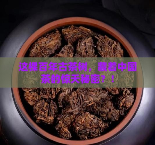 百年古茶树中国茶树的起源