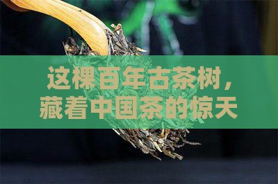 百年古茶树中国茶树的起源
