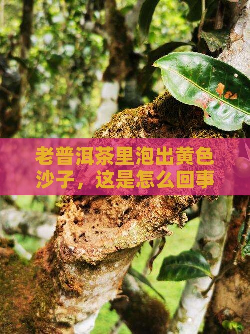 老普洱茶泡出来有黄色沙子
