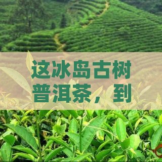 冰岛古树普洱茶的特色