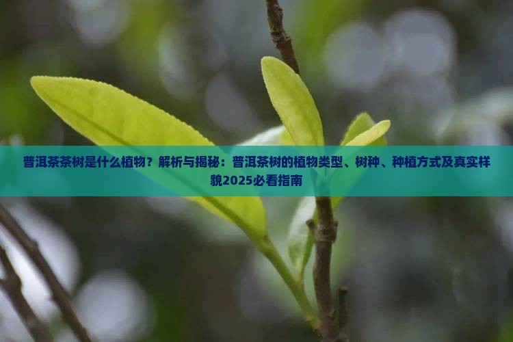 普洱茶茶树是什么植物