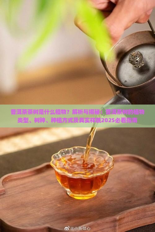 普洱茶茶树是什么植物