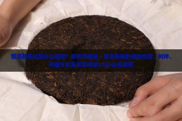 普洱茶茶树是什么植物