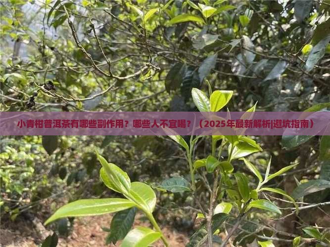 小青柑普洱茶的副作用与禁忌