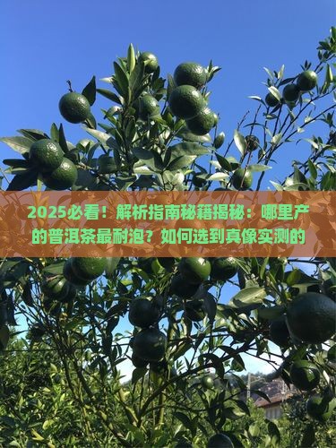 哪里产的普洱茶最耐泡