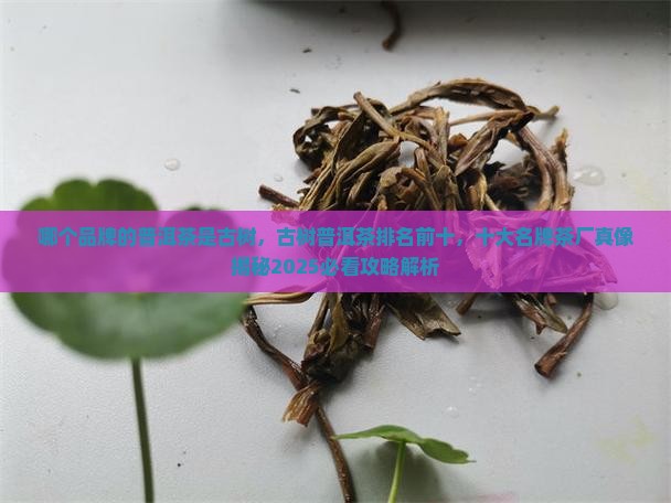 哪个品牌的普洱茶是古树
