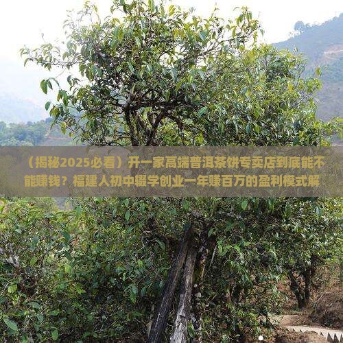 开普洱茶饼店赚钱吗