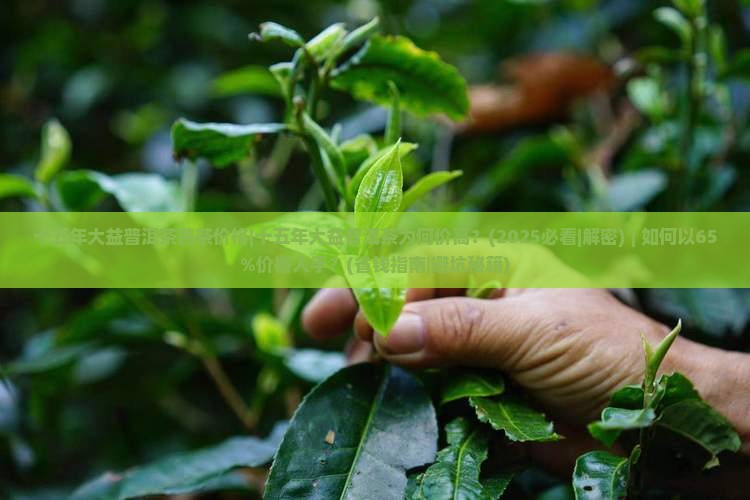 十五年大益普洱茶熟茶价格